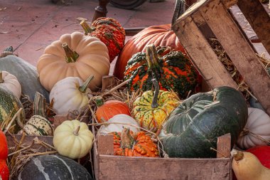 Sonbahar çiftliği kabak ve kabak gösterisi.