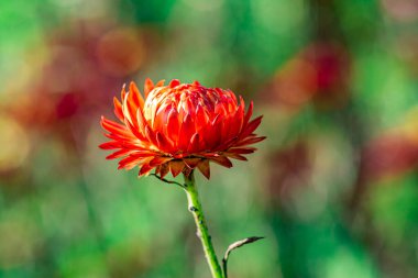 Boyalı Daisy Robinson 'un Kırmızısı, Çiçeği veya Piretrumu, Kasımpatı