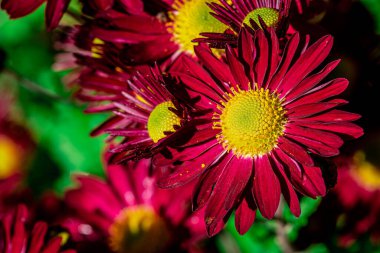 Boyalı Daisy Robinson 'un Kırmızısı, Çiçeği veya Piretrumu, Kasımpatı