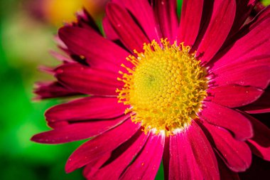 Boyalı Daisy Robinson 'un Kırmızısı, Çiçeği veya Piretrumu, Kasımpatı
