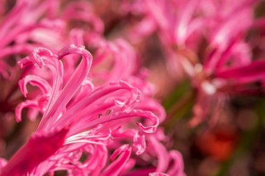 Sonbahar bahçesindeki çiçeklerin fotoğrafı