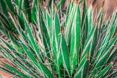 Üçlü Agave Filifera santrali, yakın plan.