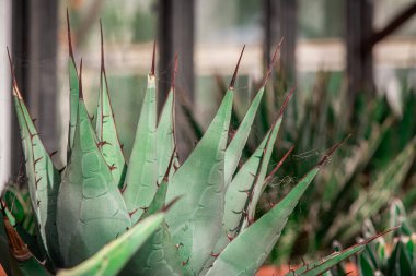 Üçlü Agave Filifera santrali, yakın plan.