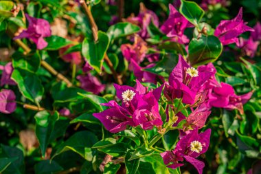 Çiçek açan Bougainvillea çalılığına yakın plan.