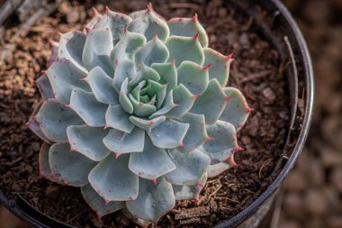  Bahçede güzel bahar çiçekleri