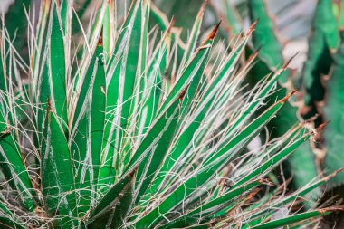 Üçlü Agave Filifera santrali, yakın plan.