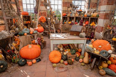 Sonbahar çiftliği kabak ve kabak gösterisi.