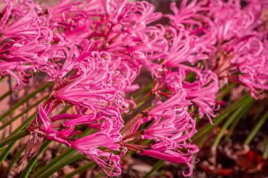  Bahçede güzel bahar çiçekleri