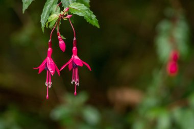 bir kök asılı güzel fuşya çiçekler.