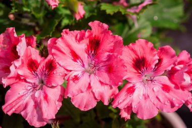 Güzel pembe sardunya yaz arkaplanı