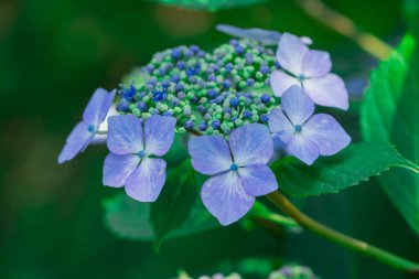 güzel mor ve pembe ortanca çiçekleri