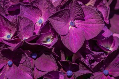 güzel mor ve pembe ortanca çiçekleri