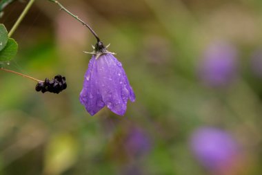 Yapraklarına yağmur damlaları damlayan büyük mavi çan çiçeği.