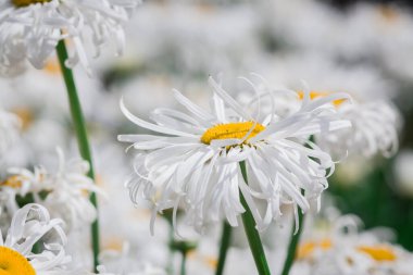 Doğal arka planda kıvırcık papatyalar.