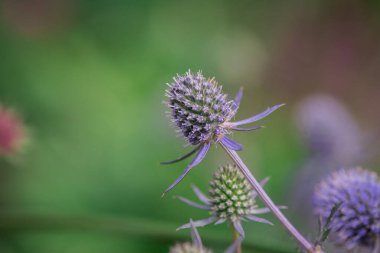 Eryngium planum, bitmeyen çiçekler için kullanılır.,