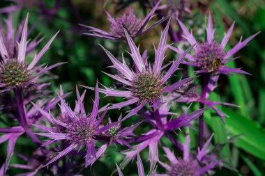 Eryngium planum, bitmeyen çiçekler için kullanılır.,