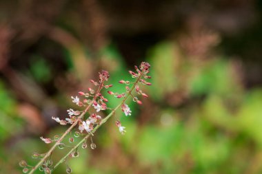 Büyüleyici itüzümü, Circaea lutetiana.