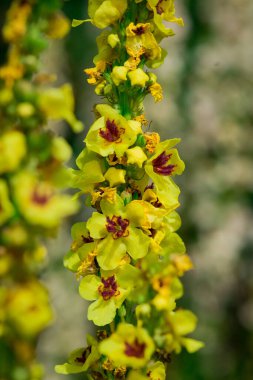 Isırgan otu yapraklı Mullein çiçekleri, Verbascum chaixii