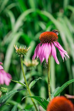 Bahçedeki kırmızı helenyum çiçekleri