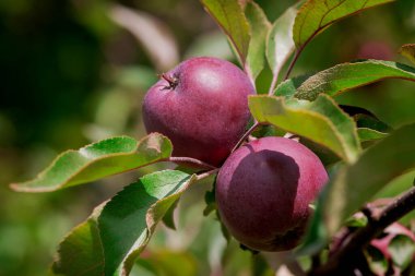 Bahçedeki bir ağacın brunch 'ında kırmızı-yeşil elmalar.