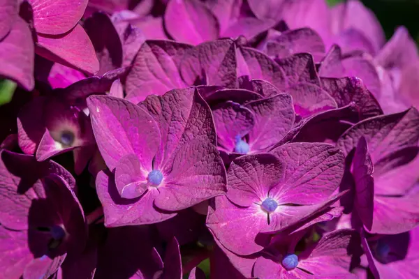 Stock image Beautiful Purple and Pink Hydrangea Flowers