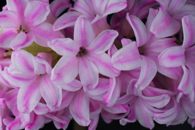 Siyah üzerine sümbül çiçeği fotoğrafı.