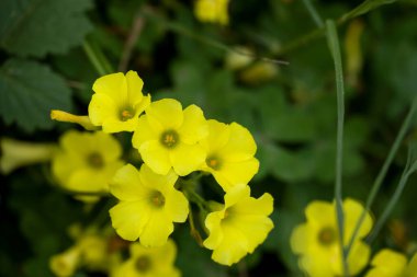 Crown Daisy Çiçeği 'nin yakınında. Daisy tacı.