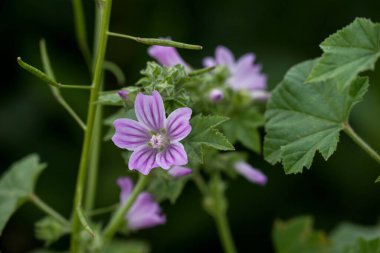 Crown Daisy Çiçeği 'nin yakınında. Daisy tacı.