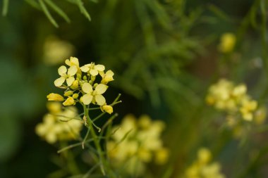 Crown Daisy Çiçeği 'nin yakınında. Daisy tacı.