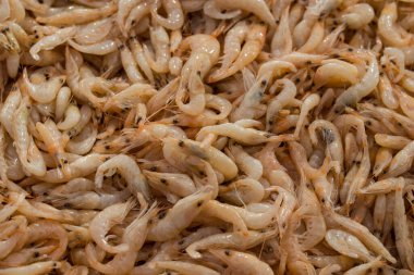 Farklı taze balıkların olduğu balık pazarı. 