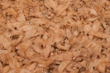 Farklı taze balıkların olduğu balık pazarı. 