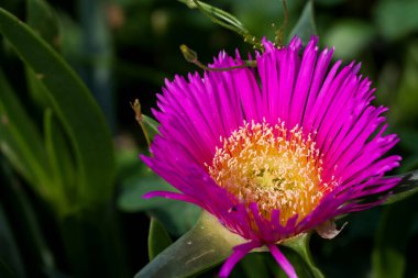 Sürünen Sulu Bitki Üzerine Parlak Pembe Çiçek