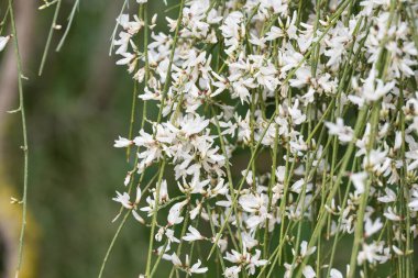 Mavi gökyüzü arka planına sahip kır çiçekleri, retama monosperma 