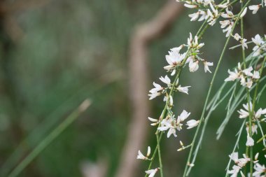 Mavi gökyüzü arka planına sahip kır çiçekleri, retama monosperma 