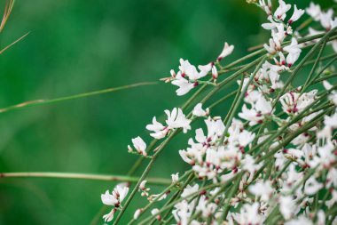 Mavi gökyüzü arka planına sahip kır çiçekleri, retama monosperma 