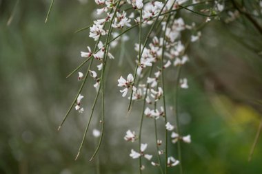Mavi gökyüzü arka planına sahip kır çiçekleri, retama monosperma 