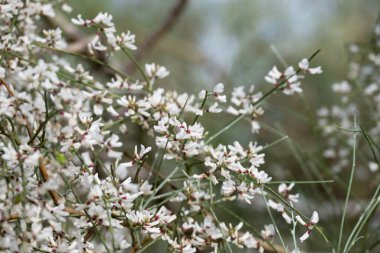 Mavi gökyüzü arka planına sahip kır çiçekleri, retama monosperma 