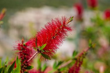 Kırmızı bir şişe fırçası çalısı (Callisten emon). Kırmızı çiçekler 