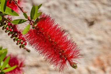 Kırmızı bir şişe fırçası çalısı (Callisten emon). Kırmızı çiçekler 