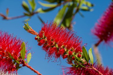Kırmızı bir şişe fırçası çalısı (Callisten emon). Kırmızı çiçekler 