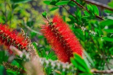 Kırmızı bir şişe fırçası çalısı (Callisten emon). Kırmızı çiçekler 