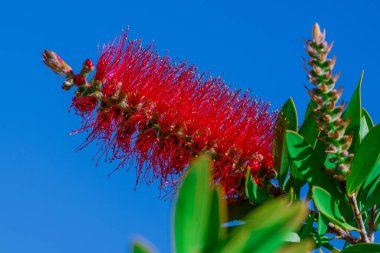 Kırmızı bir şişe fırçası çalısı (Callisten emon). Kırmızı çiçekler 