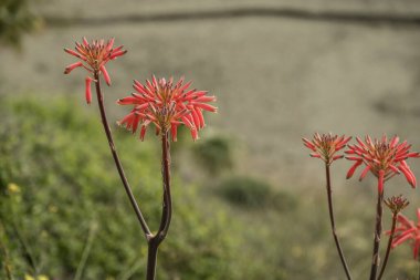 Aloe vera çiçeği. Güzel Aloe çiçekleri 