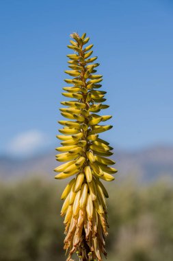 Aloe vera çiçeği. Güzel Aloe çiçekleri 