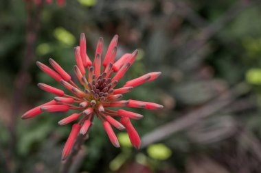 Aloe vera çiçeği. Güzel Aloe çiçekleri 