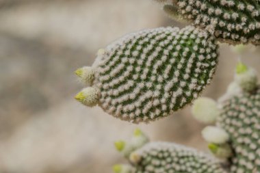 Kaktüs nopal çiçekleri. Çiçekli Chumbera nopal kaktüsü 