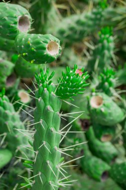 Kaktüs nopal çiçekleri. Çiçekli Chumbera nopal kaktüsü 