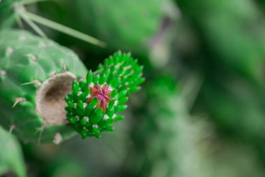 Kaktüs nopal çiçekleri. Çiçekli Chumbera nopal kaktüsü 