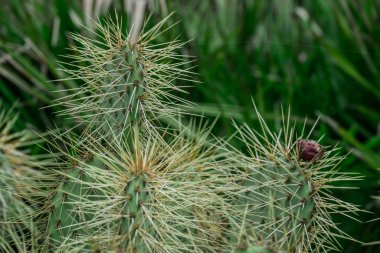 Kaktüs nopal çiçekleri. Çiçekli Chumbera nopal kaktüsü