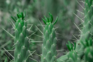 Kaktüs nopal çiçekleri. Çiçekli Chumbera nopal kaktüsü